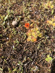 Drosera glanduligera