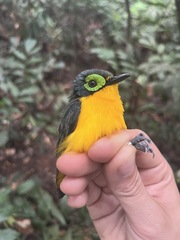 Platysteira concreta