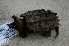 Macrochelys temminckii