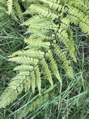 Dryopteris bissetiana