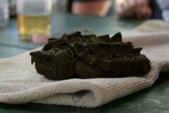 Macrochelys temminckii