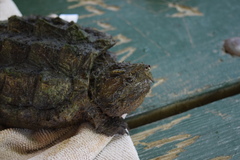 Macrochelys temminckii