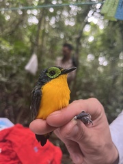 Platysteira concreta