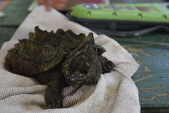 Macrochelys temminckii