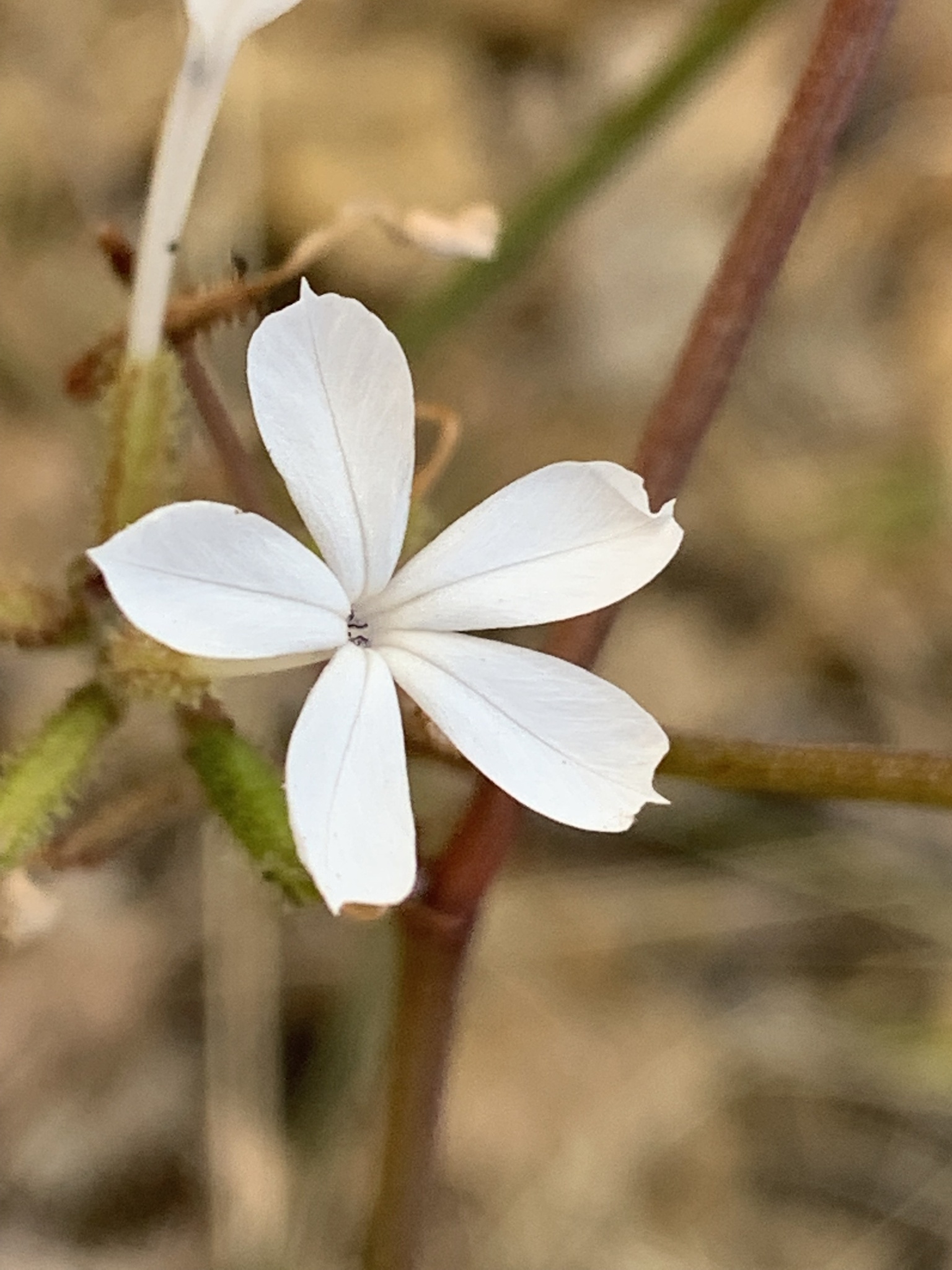Plumbago