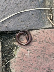 Lumbricus