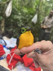 Platysteira concreta