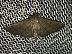 Herpetogramma licarsisalis