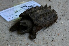 Macrochelys temminckii