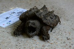 Macrochelys temminckii