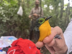 Platysteira concreta