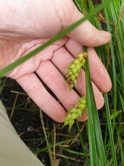 Carex tuckermanii