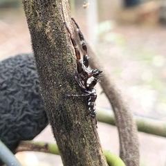 Sandalodes bipenicillatus