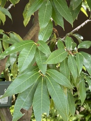 Quercus myrsinifolia