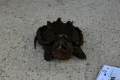 Macrochelys temminckii