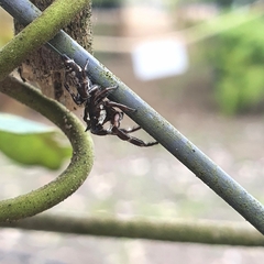 Sandalodes bipenicillatus