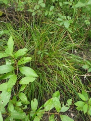 Carex tuckermanii