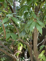 Quercus myrsinifolia