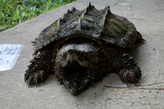 Macrochelys temminckii