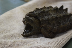 Macrochelys temminckii