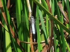 Orthetrum albistylum speciosum