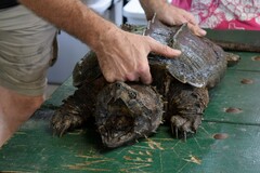 Macrochelys temminckii