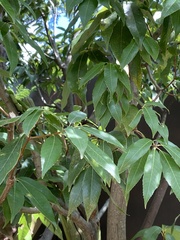 Quercus myrsinifolia
