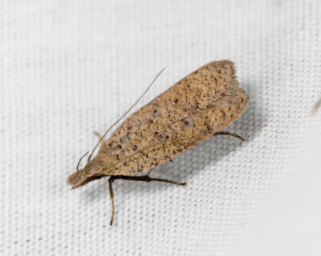 Georgia Dichomeris Moth