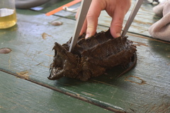 Macrochelys temminckii