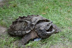 Macrochelys temminckii