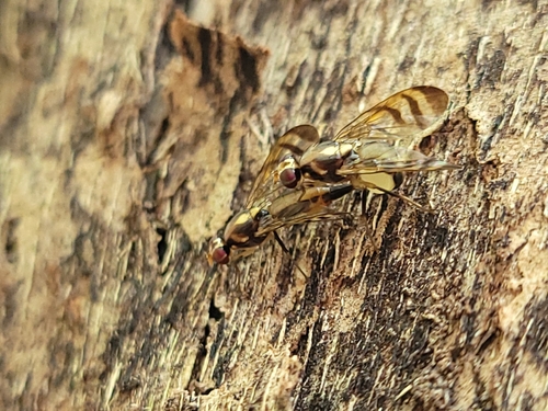 Euphranta chrysopila