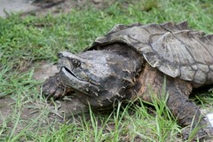 Macrochelys temminckii