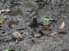 Papilioninae