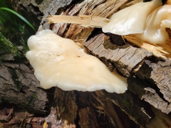 Pleurotus populinus