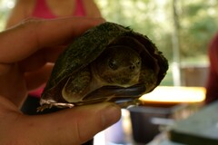 Sternotherus carinatus