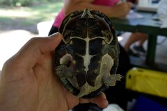 Sternotherus carinatus
