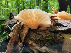 Pleurotus populinus
