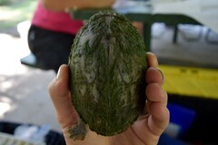Sternotherus carinatus