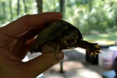 Sternotherus carinatus