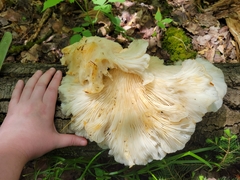 Pleurotus populinus
