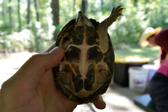 Sternotherus carinatus