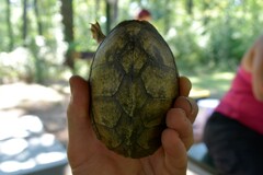 Sternotherus carinatus