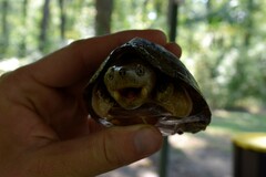 Sternotherus carinatus