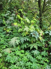 Napaea dioica