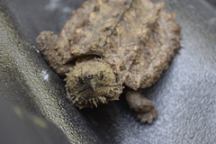 Macrochelys temminckii