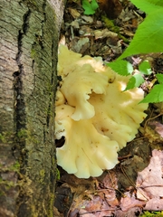 Pleurotus populinus