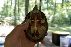 Sternotherus carinatus