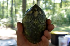 Sternotherus carinatus