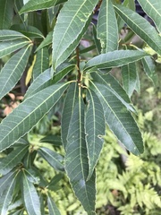 Castanea crenata