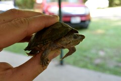 Sternotherus carinatus
